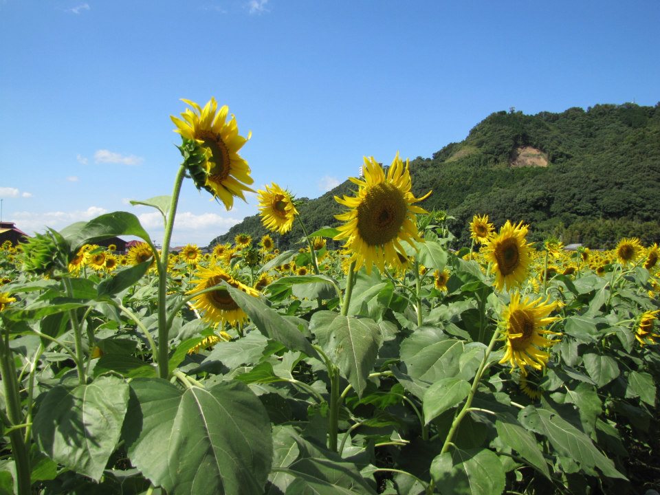 コレも自慢　菜の花＆ひまわり畑