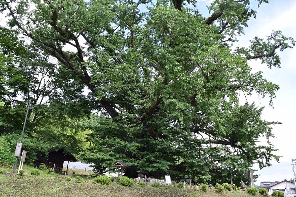 下城の大イチョウと下城滝