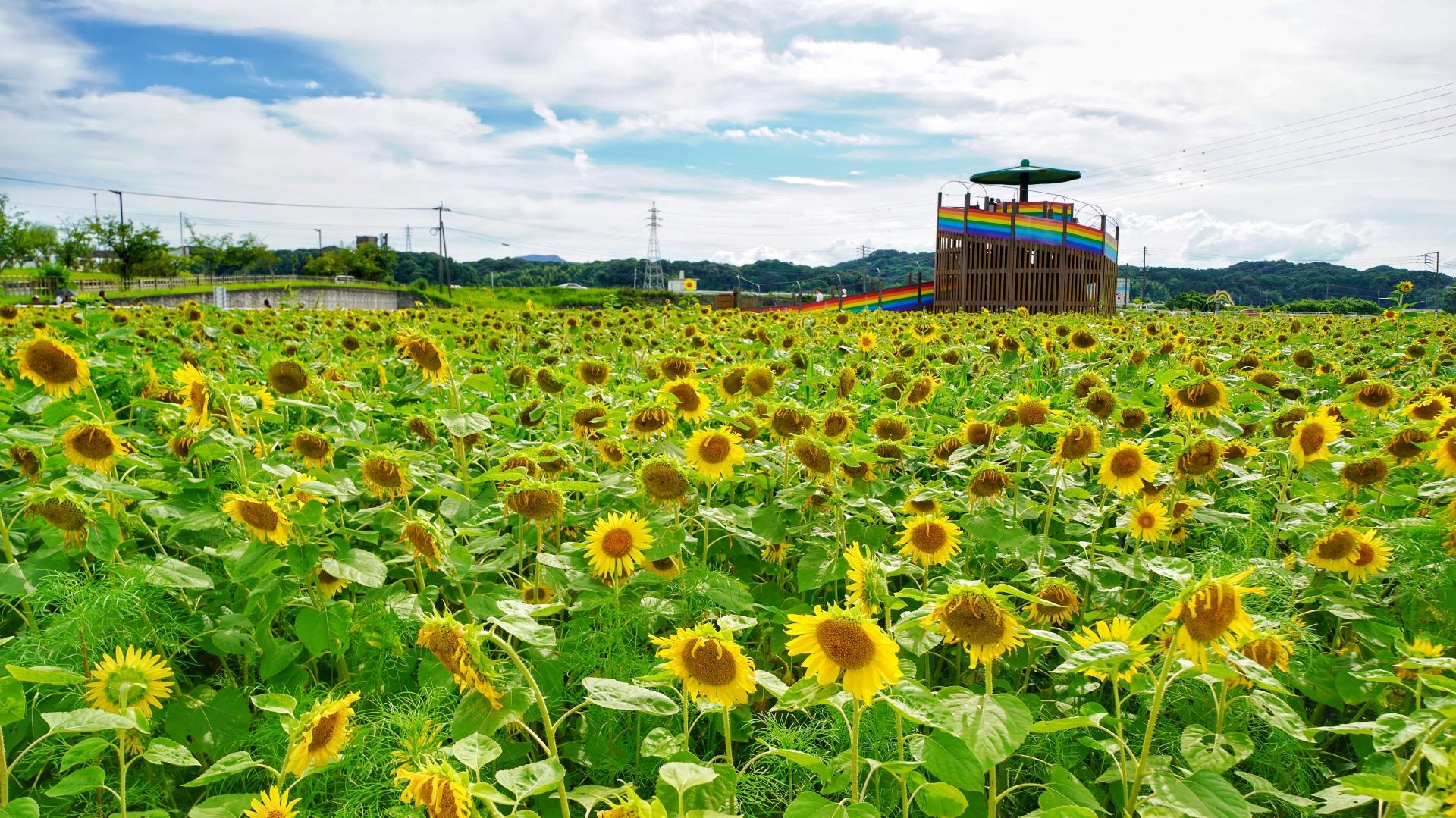 おおとう花公園
