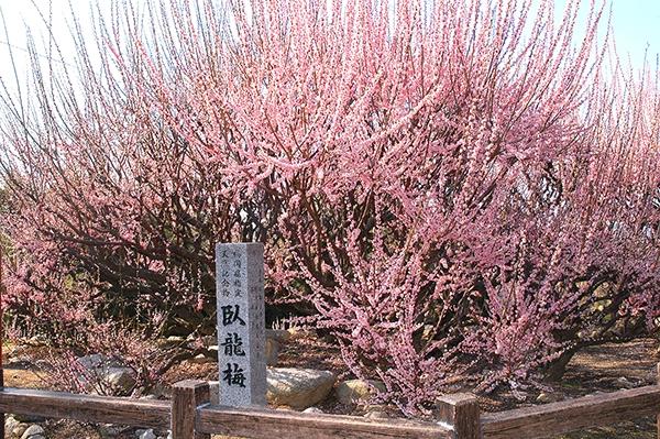 普光寺の臥龍梅