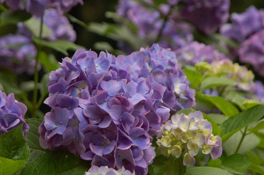 定林寺の紫陽花