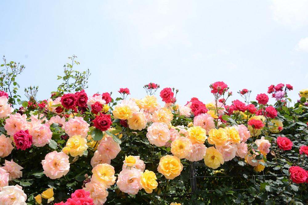 千財農園の藤の花とバラ
