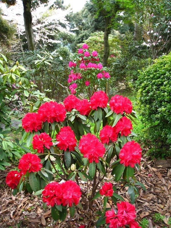 裏見の滝自然花苑