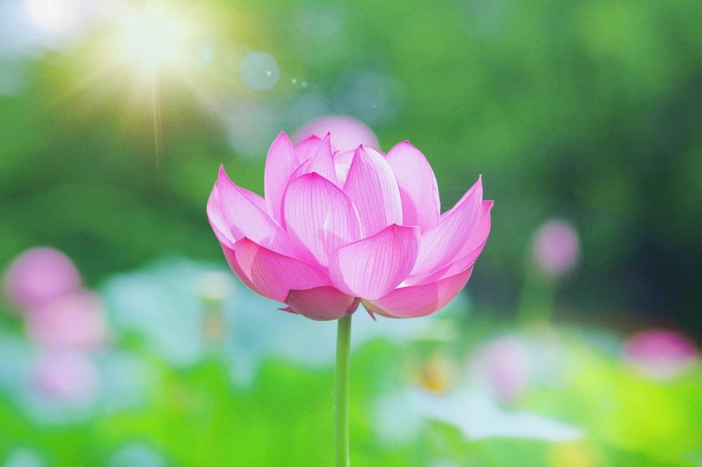 鹿央古代の森