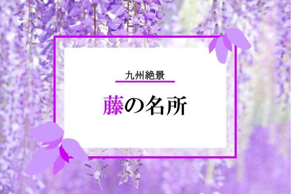 九州の絶景！一度は行って見たい！藤の花おすすめスポット